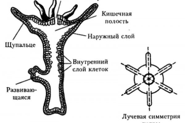 Блэк спрут ссылка зеркало