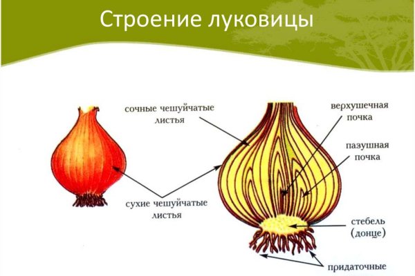 Ссылка blacksprut через tor